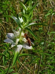 Cerceris bicornuta