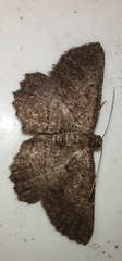 Rhoptria asperaria