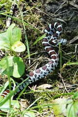 Lampropeltis triangulum