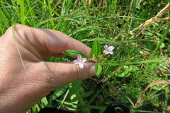 Epilobium ciliatum