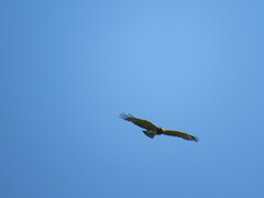 Circaetus gallicus