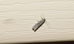 Phycitodes reliquellum