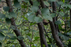 Troglodytes troglodytes