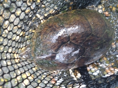 Sternotherus odoratus
