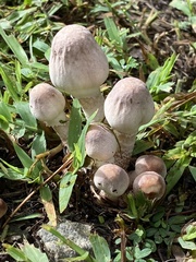 Leucoagaricus americanus