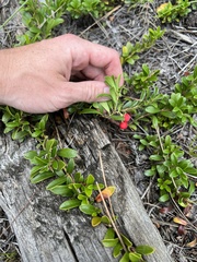 Arctostaphylos uva-ursi