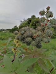 Ricinus communis