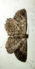 Rhoptria asperaria
