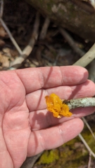 Tremella