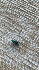 Chrysis angolensis