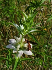 Cerceris bicornuta