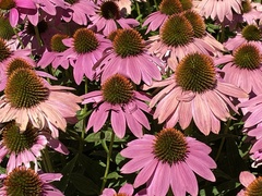 Echinacea