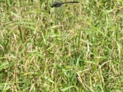 Somatochlora flavomaculata