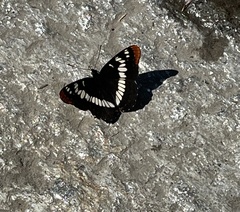 Limenitis lorquini