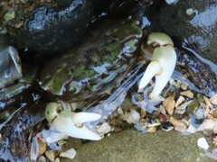 Hemigrapsus oregonensis