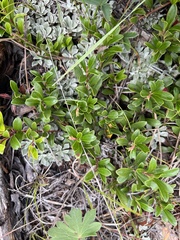 Arctostaphylos uva-ursi