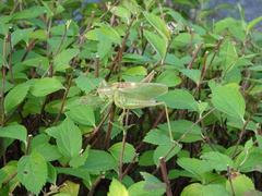Tettigonia cantans
