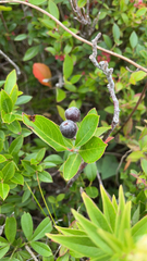 Aronia melanocarpa