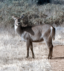 Kobus ellipsiprymnus