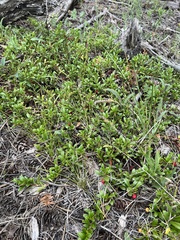 Arctostaphylos uva-ursi