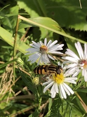 Helophilus fasciatus
