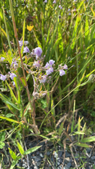 Linaria repens