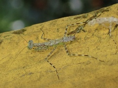 Liturgusa maya