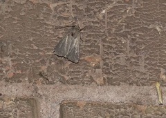 Noctuinae