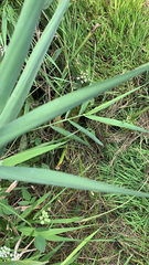 Phalaris arundinacea