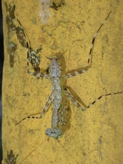 Liturgusa maya
