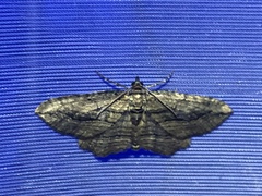 Larentiinae