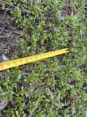 Arctostaphylos uva-ursi