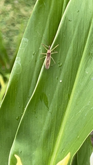 Zelus cervicalis