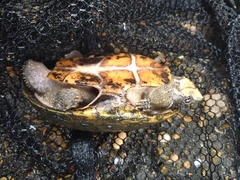 Sternotherus odoratus