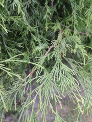 Chamaecyparis pisifera