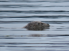 Phoca vitulina richardii