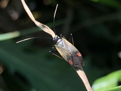 Adelphocoris seticornis