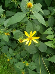 Helianthus