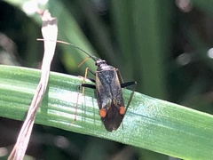 Adelphocoris seticornis