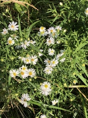 Symphyotrichum lanceolatum