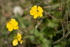 Ranunculus polyanthemos