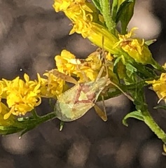 Harmostes reflexulus