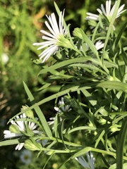 Symphyotrichum lanceolatum