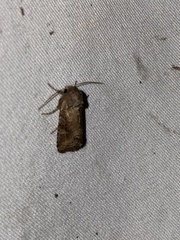 Lacinipolia meditata