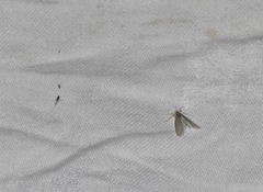 Acentria ephemerella