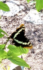 Limenitis lorquini
