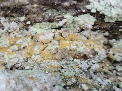 Leproplaca chrysodeta