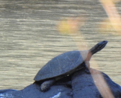 Phrynops williamsi