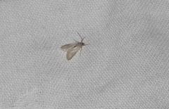 Acentria ephemerella