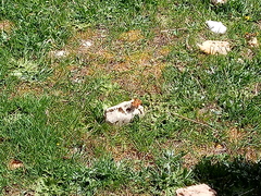 Euphydryas desfontainii